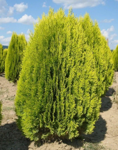 Lebensbaum Aurea Nana