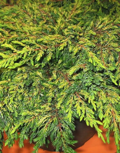 Wacholder Goldschatz