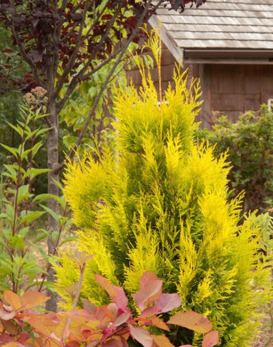 Lebensbaum 4ever gold