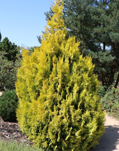 Lebensbaum 4ever gold