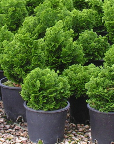 Zypresse NANA GRACILIS