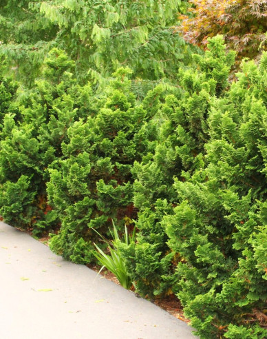 Zypresse NANA GRACILIS