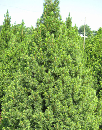 Zuckerhutfichte Conica