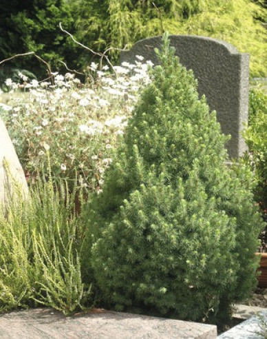 Zuckerhutfichte Conica