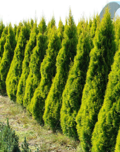 Lebensbaum "Golden Smaragd"