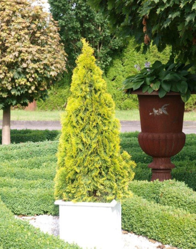 Lebensbaum "Golden Smaragd"