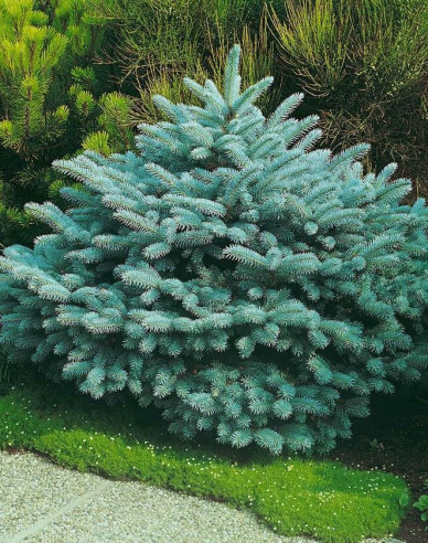 Gemeine Fichte Glauca Globosa