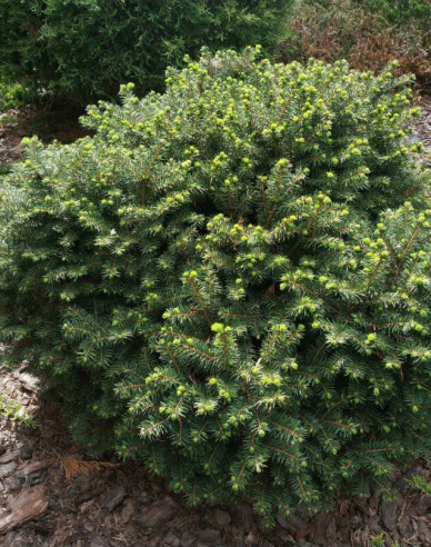 Serbische-Fichte Karel