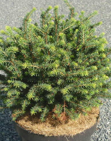 Serbische-Fichte Karel