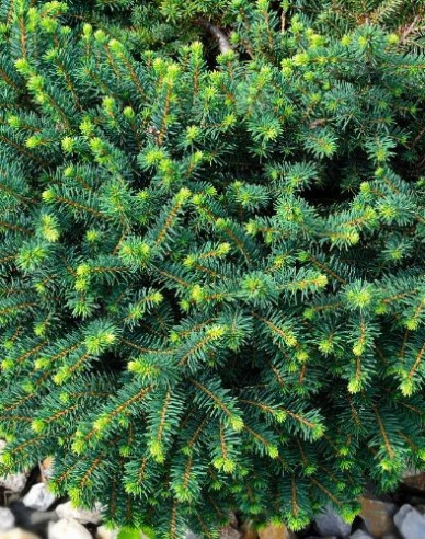 Serbische-Fichte Karel