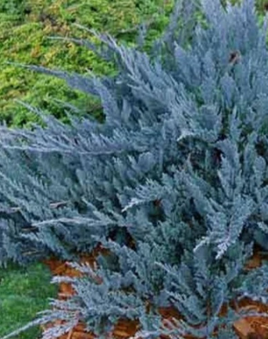 Wacholder  Blue Chip