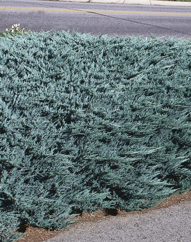 Wacholder  Blue Chip