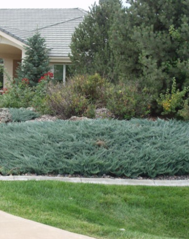 Wacholder  Blue Chip