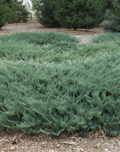 Wacholder  Blue Chip