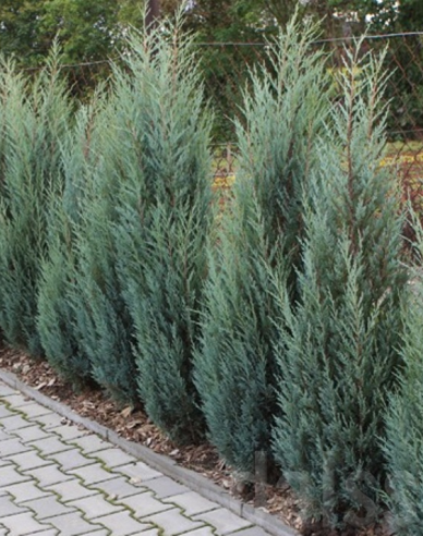 Raketenwacholder Blue Arrow