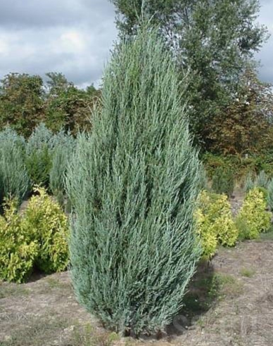 Raketenwacholder Blue Arrow