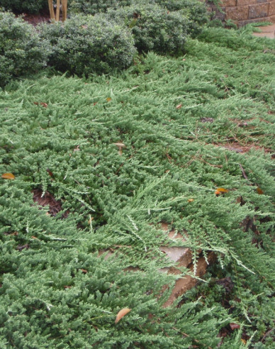 Wacholder ´Pancake´