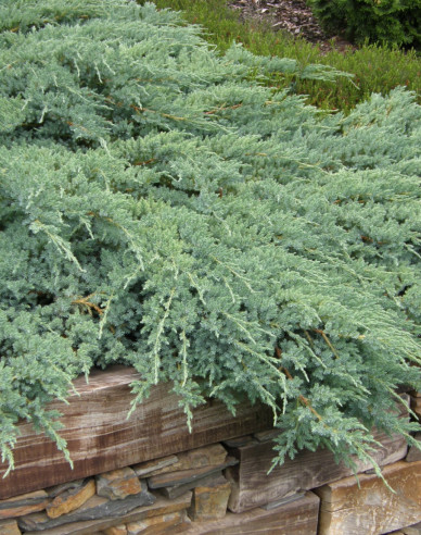 Wacholder ´Blue Carpet´