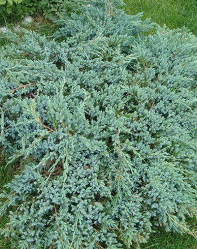 Wacholder ´Blue Carpet´