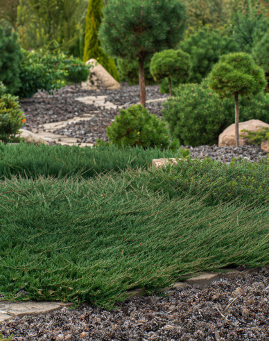 Teppichwacholder Green Carpet