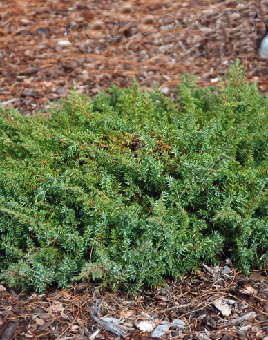 Teppichwacholder Green Carpet