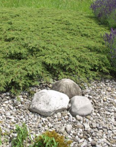 Teppichwacholder Green Carpet