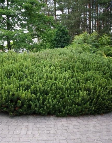 Berg-Kiefer  Pumilio