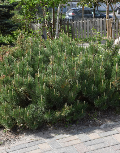 Berg-Kiefer  Pumilio