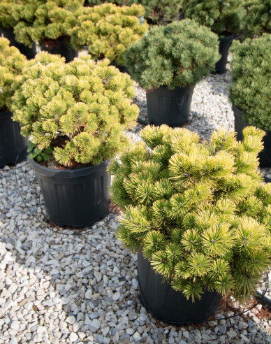 Latschenkiefer Wintergold