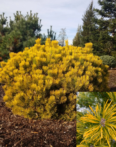 Latschenkiefer Wintergold