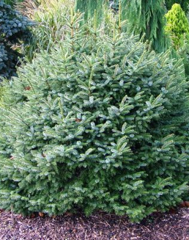 Serbische Fichte Nana