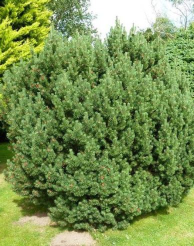 Serbische Fichte Nana