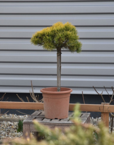 Berg-Kiefer Wintergold Stämmchen