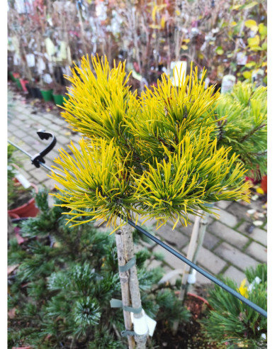 Berg-Kiefer Wintergold Stämmchen