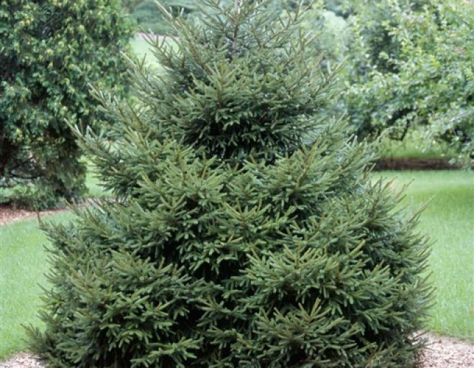 Östliche Fichte Gracilis