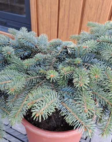 Fichte Nidiformis Kalouš