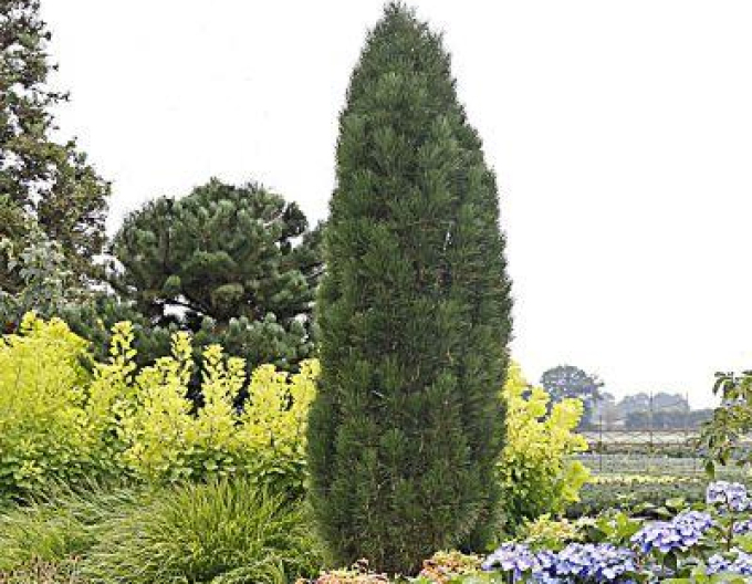 Schwarzkiefer Green Tower