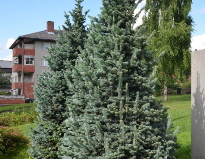 Zwerg Korktanne Compacta
