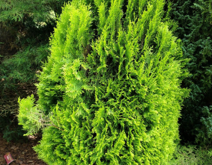 Lebensbaum Elegantissima
