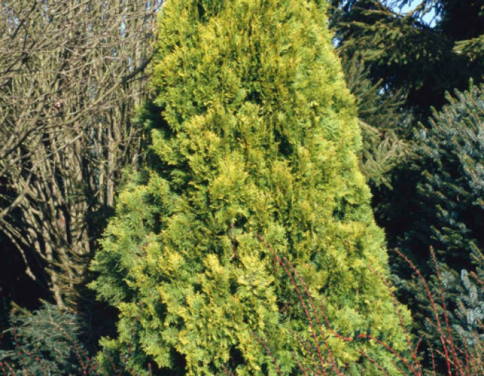 Lebensbaum Elegantissima