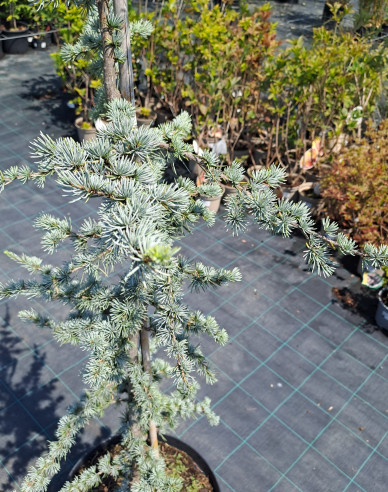 Libanon Zeder Atlantica La Fontaine