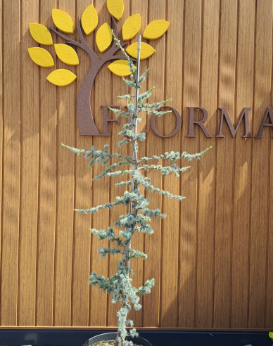 Libanon Zeder Atlantica La Fontaine