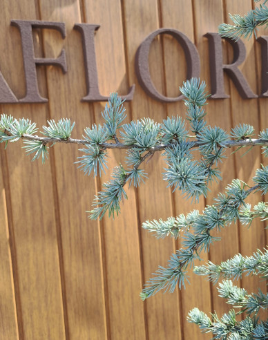 Libanon Zeder Atlantica La Fontaine