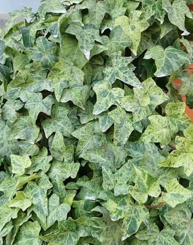 Kletternder Efeu Marmorata