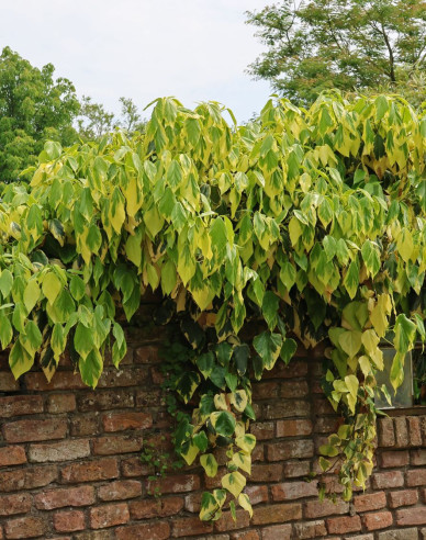 Kaukasischer Efeu Sulphur Heart