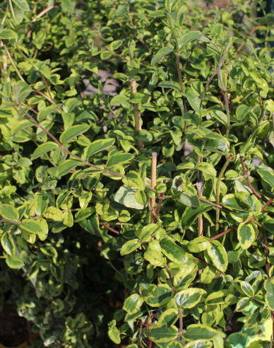 Japanische Geißschlinge Kogel-Mogel