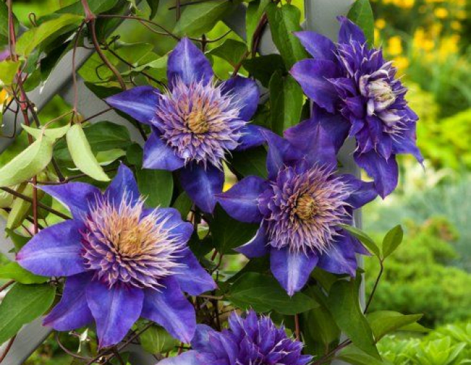 Waldrebe Multi blau