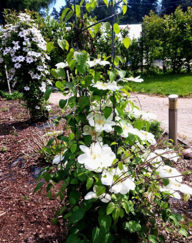 Waldrebe Guernsey Creme