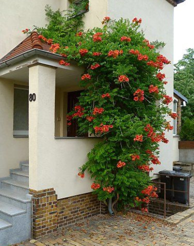 Trompetenblume Madame Galen