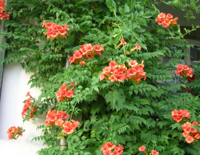 Trompetenblume Ursynow